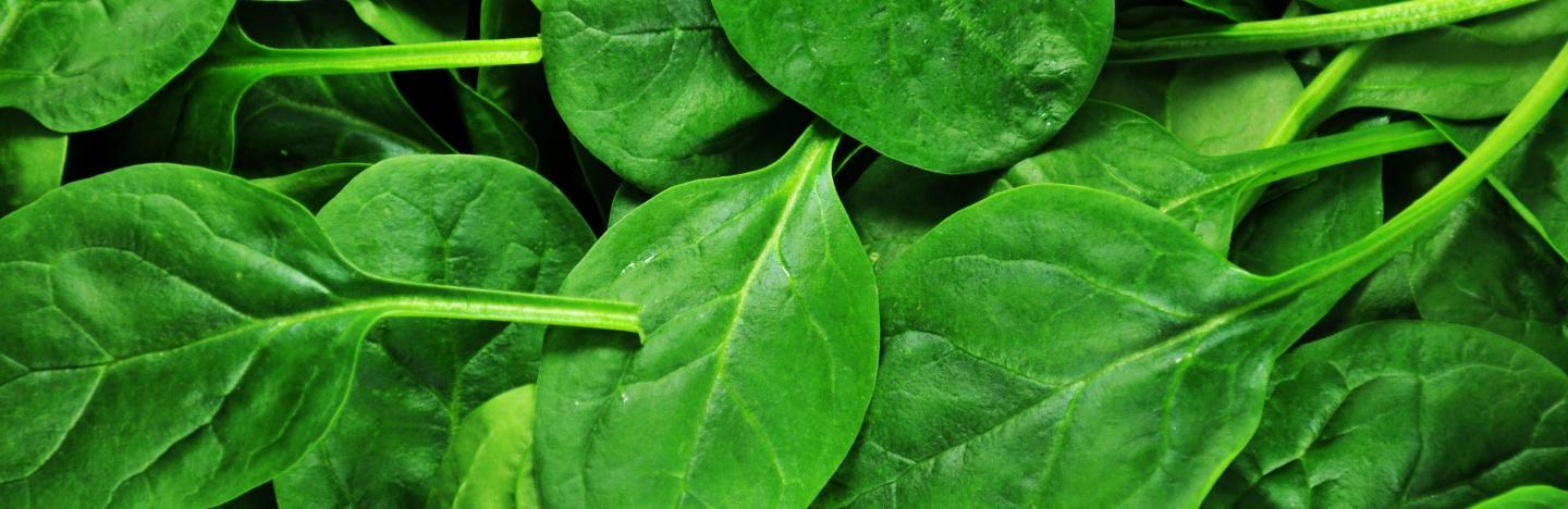 spinach care